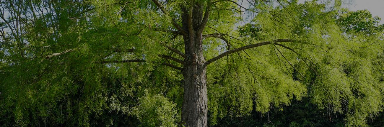 A giant tree in the middle of the OHIO Student Farm