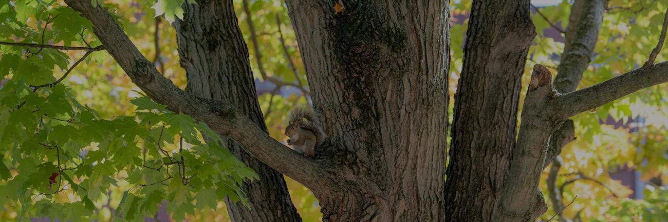 One of OHIO's many squirrels picks a tree outside Gordy Hall  