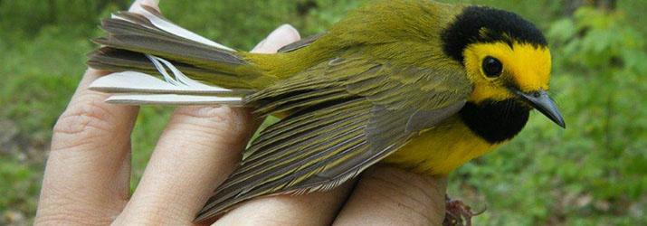 Hooded Warbler in student's hand