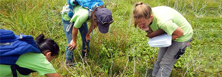 Taylor Macy identifies plants during her summer internship.