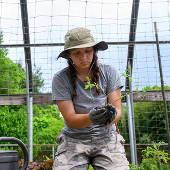An applied plant biology student in the high tunnel greenhouse.