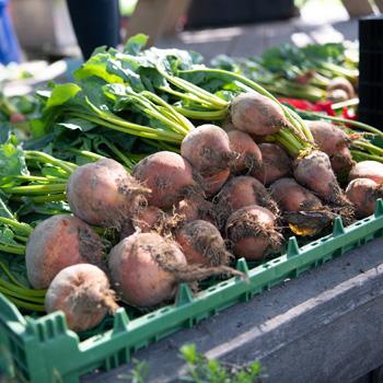 A basket of root vegetables from the OHIO Student Farm