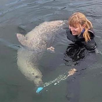 Grace Vance poses with the eared seals she studied, examining their vibrissae to understand their hydrodynamic perception.