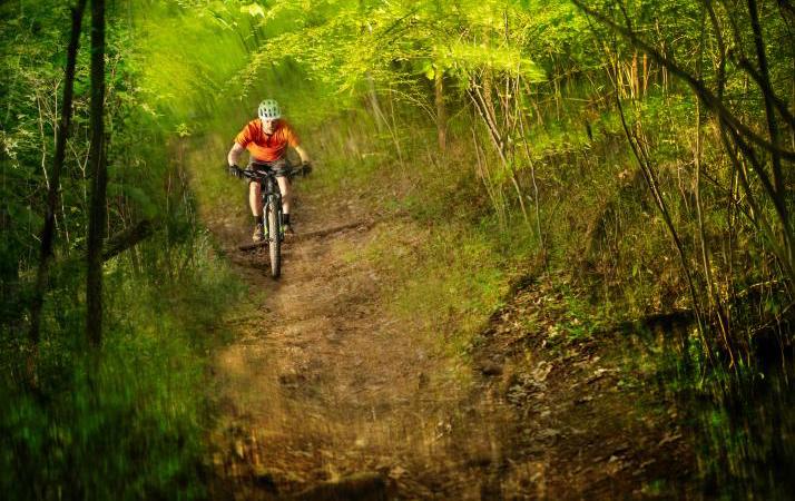 Person riding bicycle down a path in the woods. 