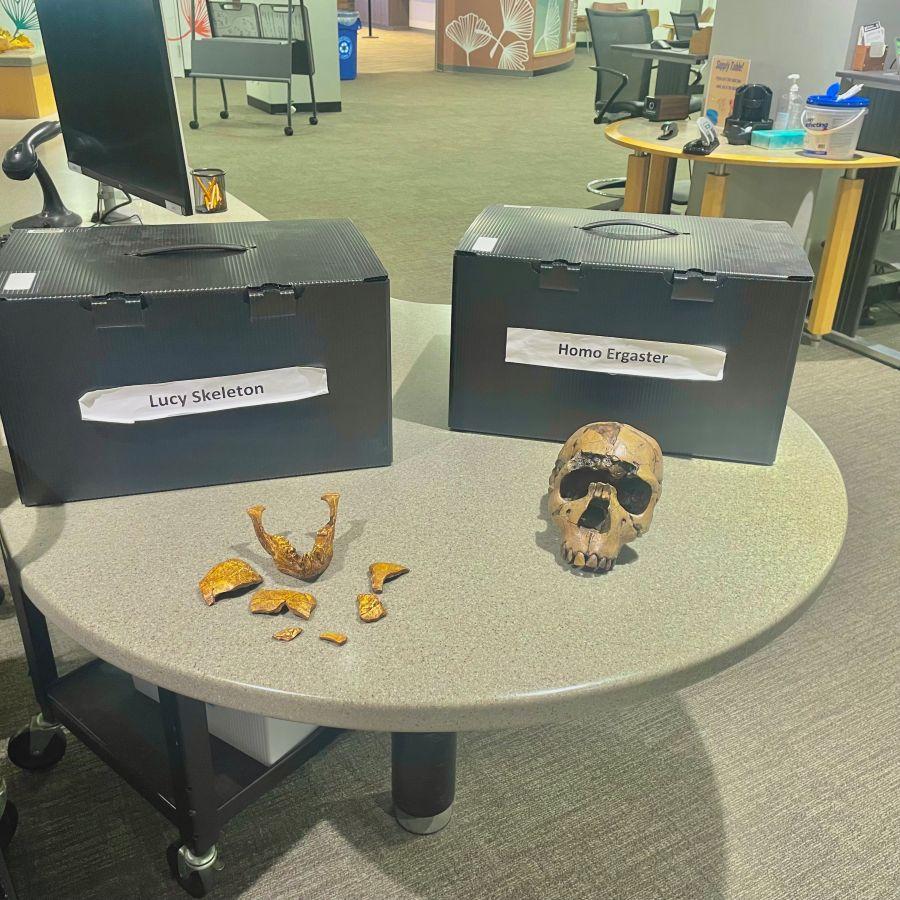 Disarticulated Lucy and Homo ergaster models available for check out at Alden Library