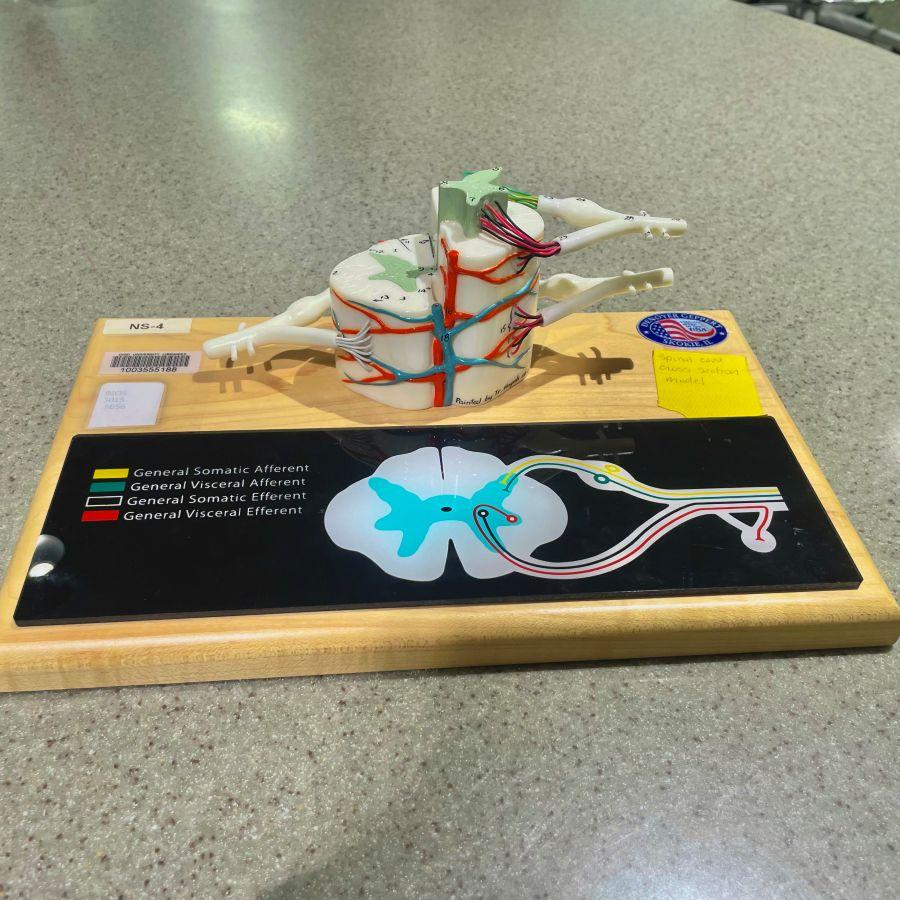 Enlarged spinal cord model with visual key available for check out at Alden Library