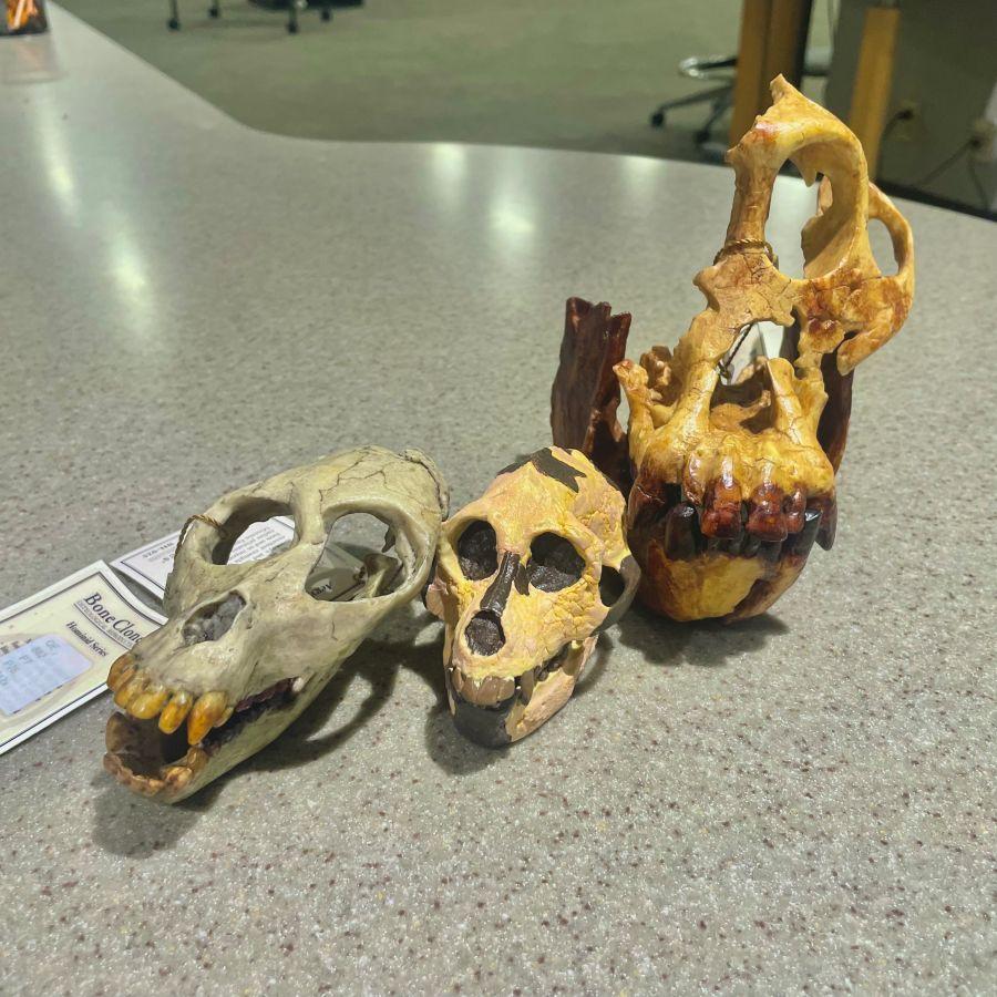 Primate ancestor skull models available for check out at Alden Library
