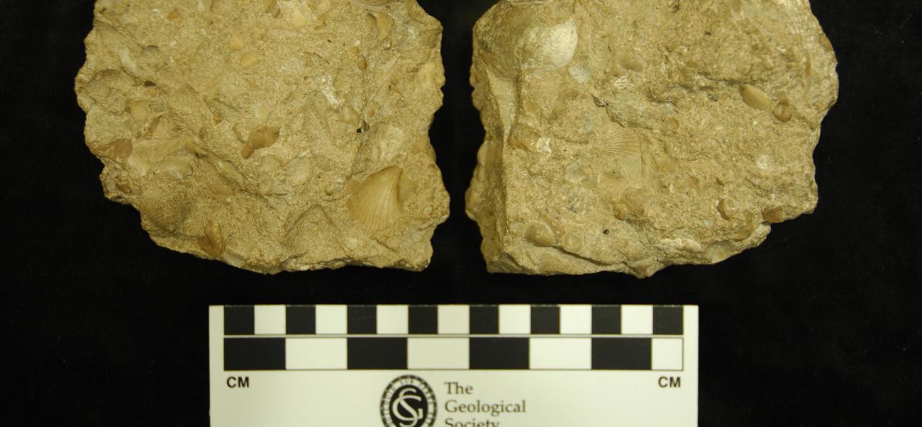 Fossil specimens lay against a ruler on a black background