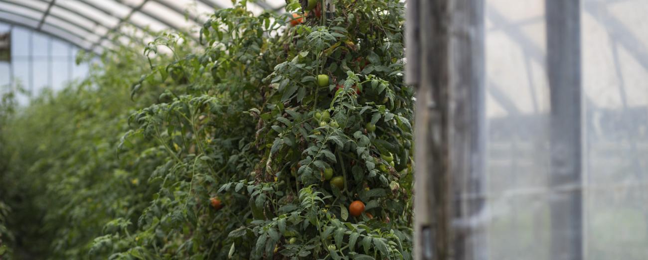A hoop house at the OU student farm