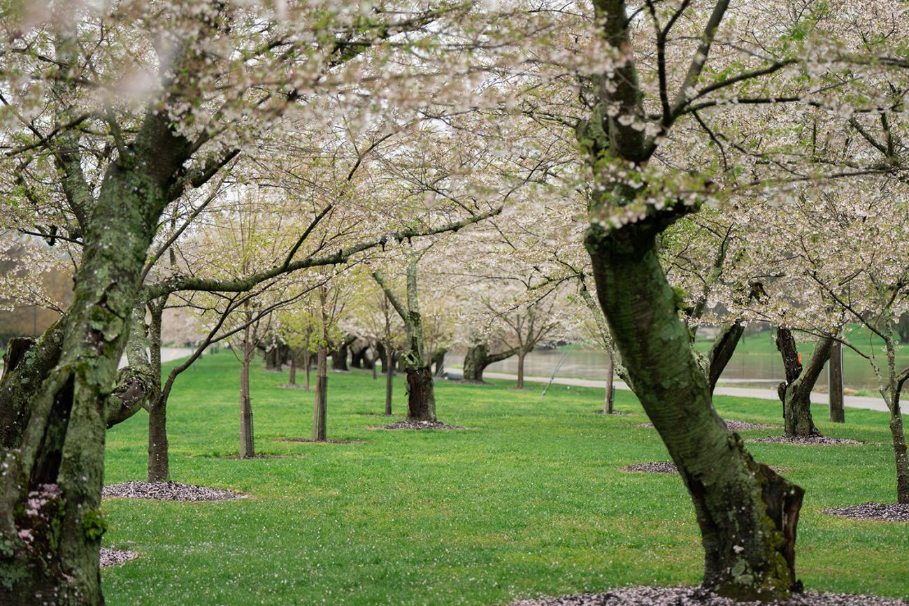 Cherry Blossoms on Ohio University's campus