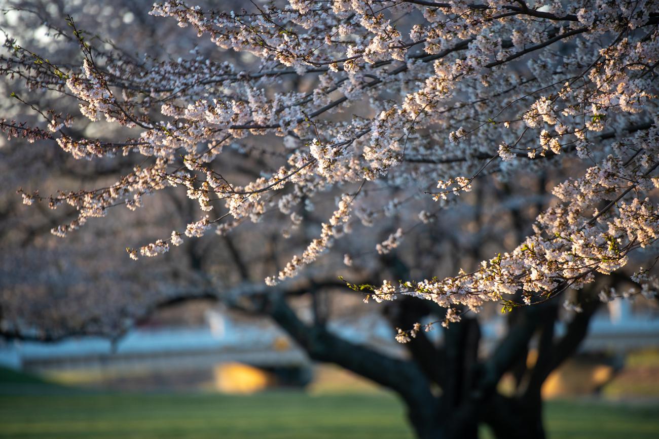 Cherry Blossoms at Ohio University