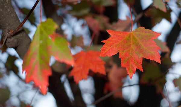 Ohio University - Campus in the Fall