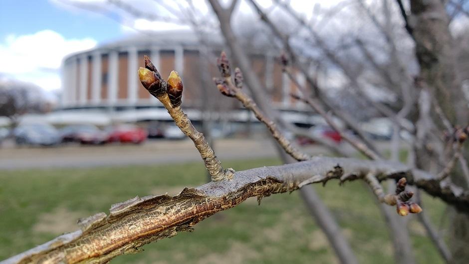 Cherry Blossom branch