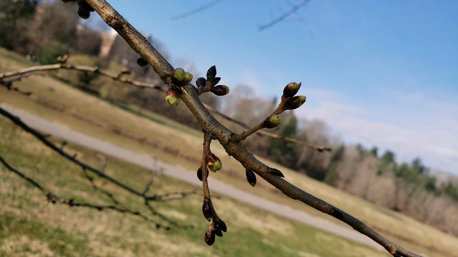 Cherry Blossom branch