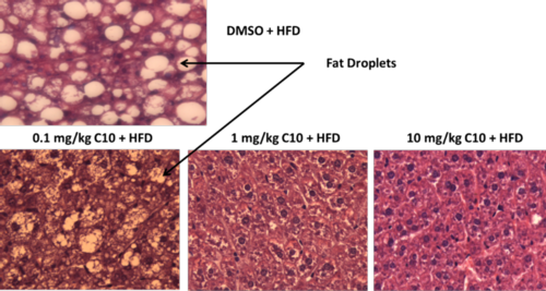 C10 compounds and size fo fat droplets