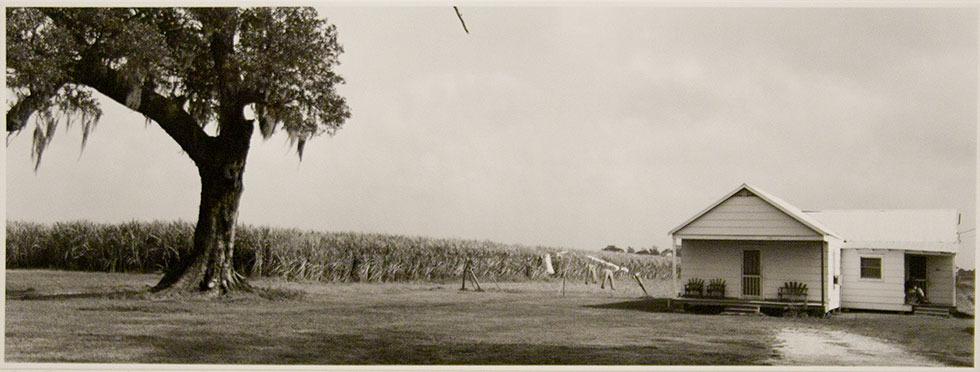 Oak Tree, Cane and House Along Bazon Road, 1983 A. J. Meek gelatin silver print 12” x 18” 30.5cm x 61cm 84.057.i4