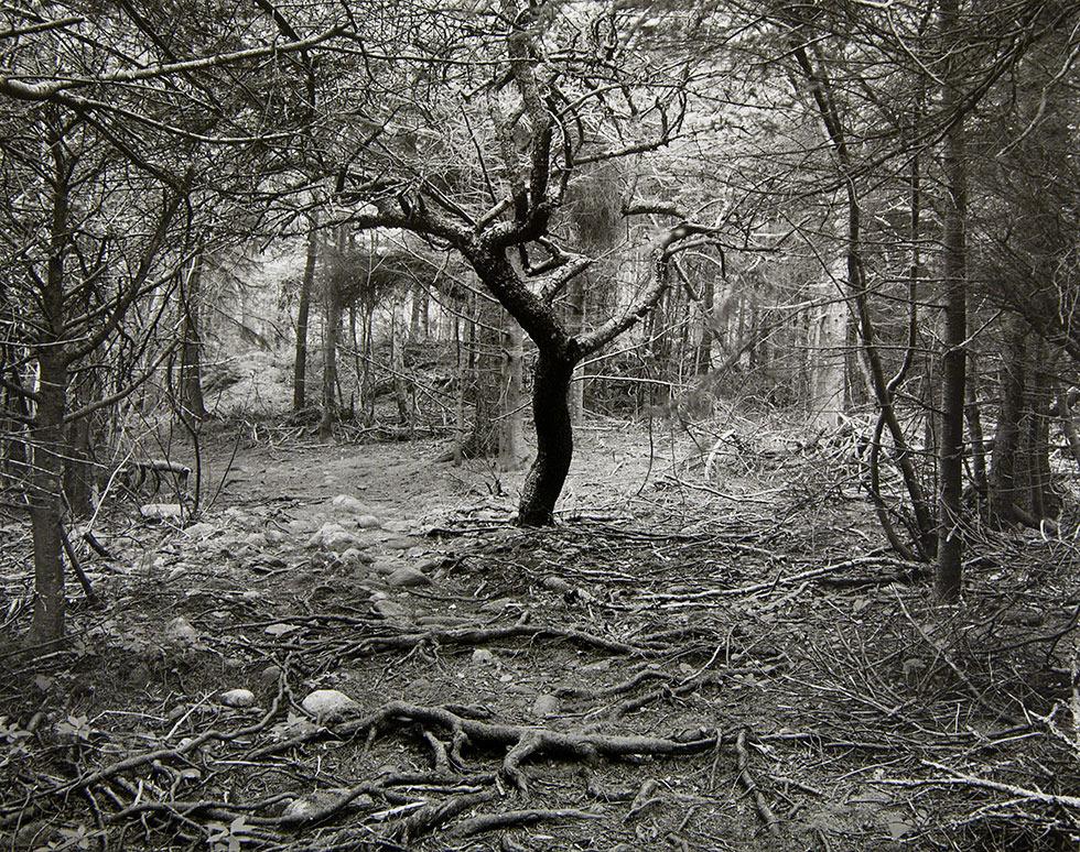 Apple Tree, Monhegan, 1981, Frederick Schreiber, gelatin silver, 16 x 20 in. (40.6 x 50.8cm), 84.089.i4. Gift of the artist.