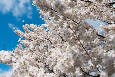 Cherry Blossom Tree