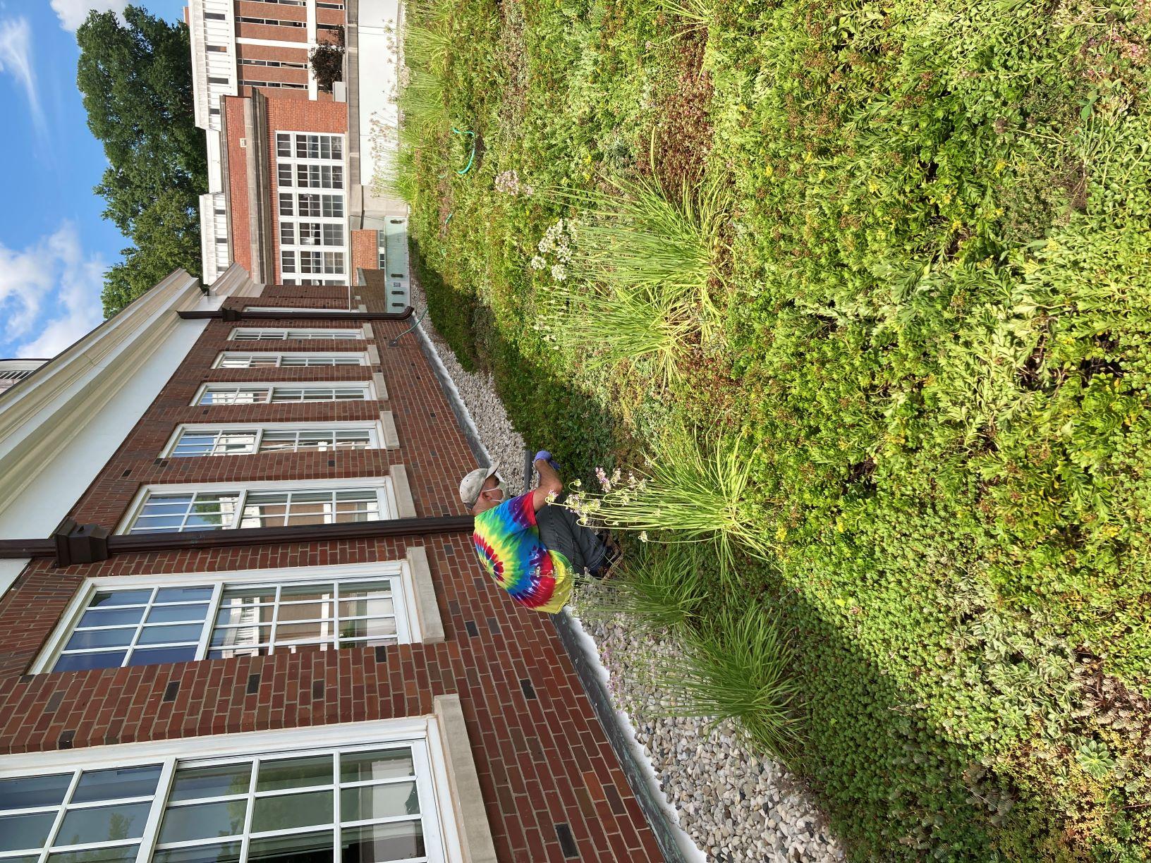 a green roof on a building