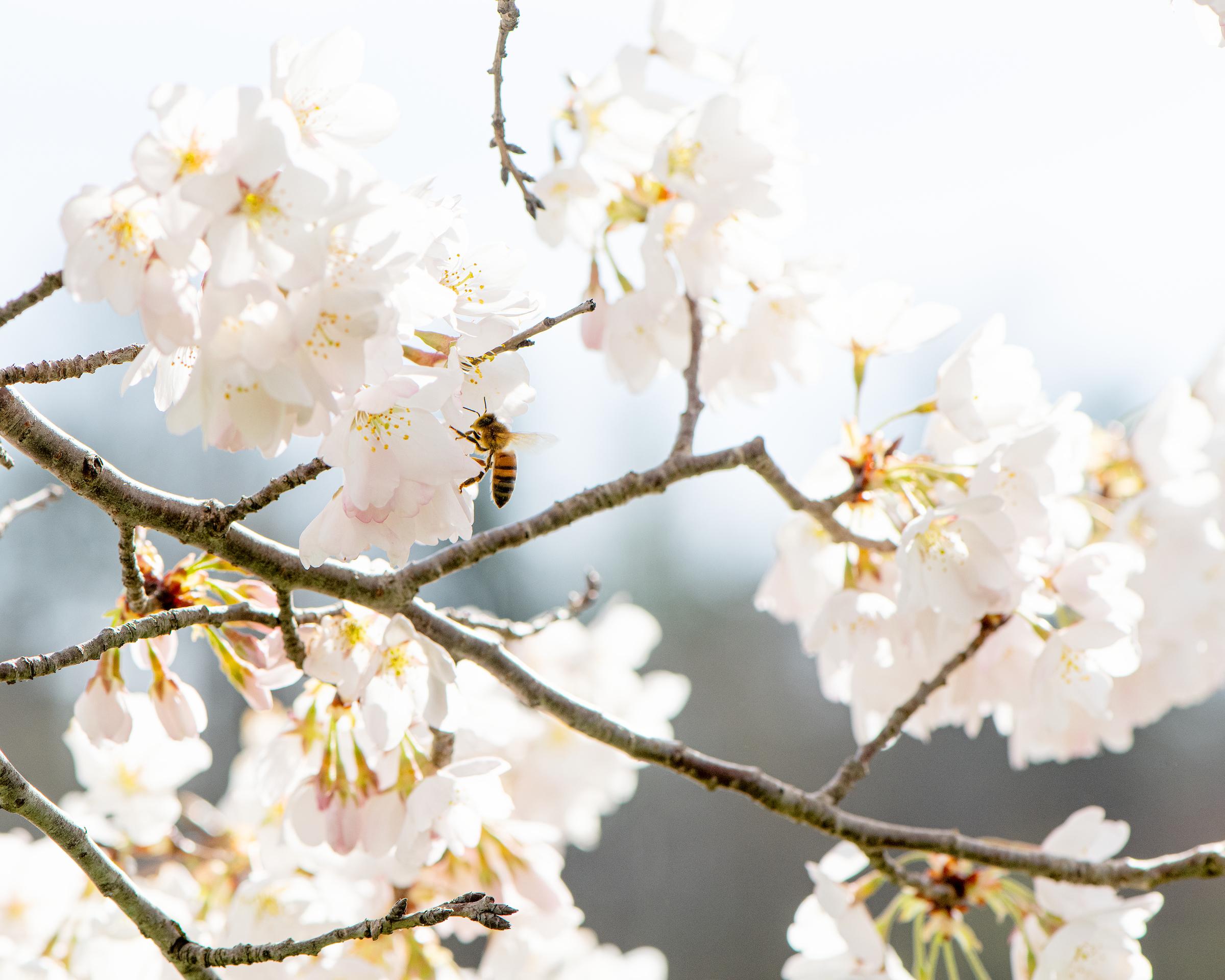 20210330_Cherry_Trees_rjf_012