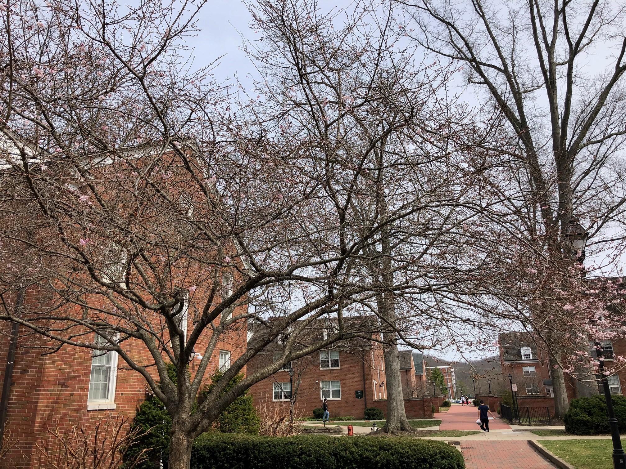 2021_cherrytrees_0317_6