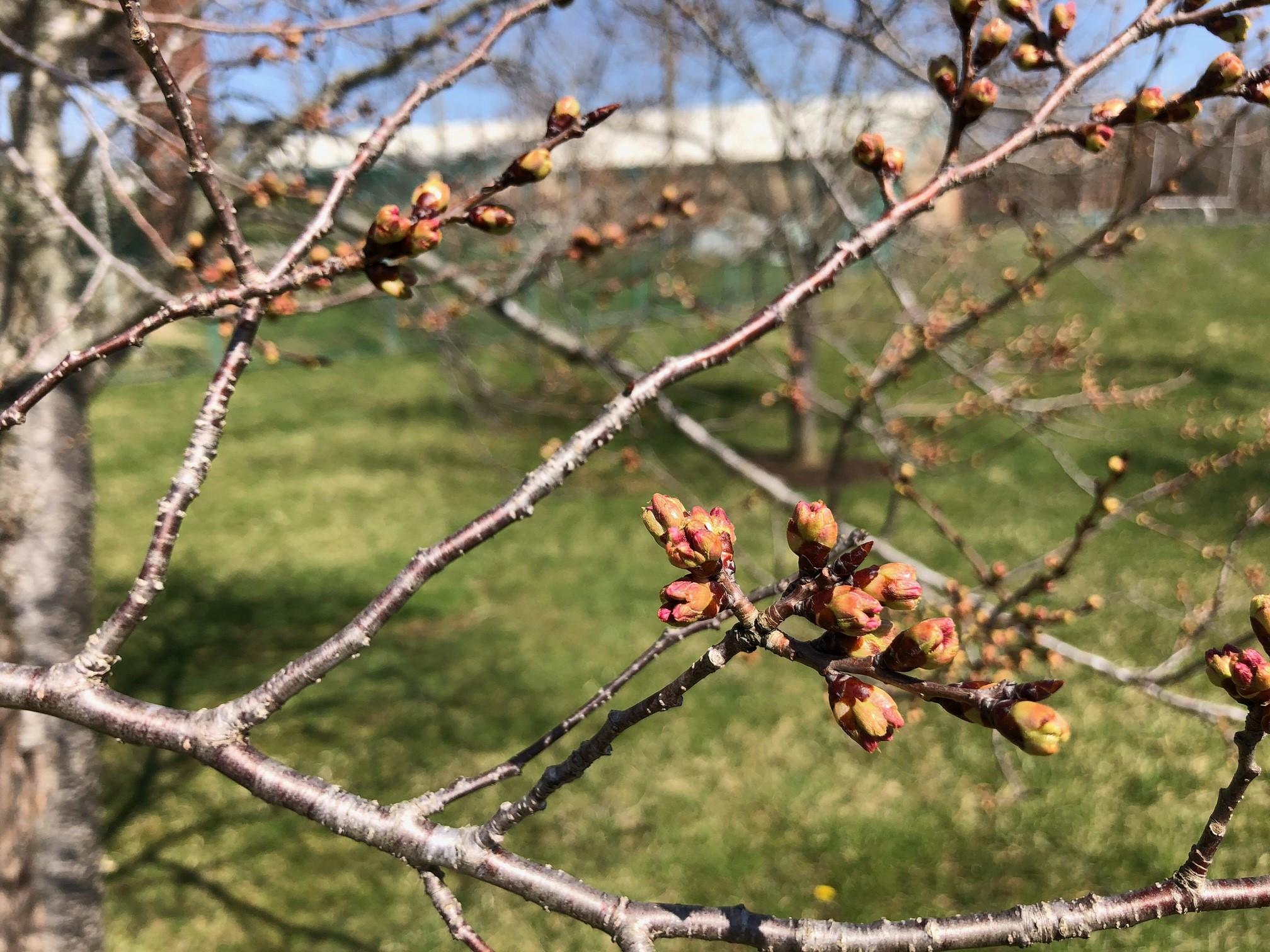 2021_cherrytrees_0322_6