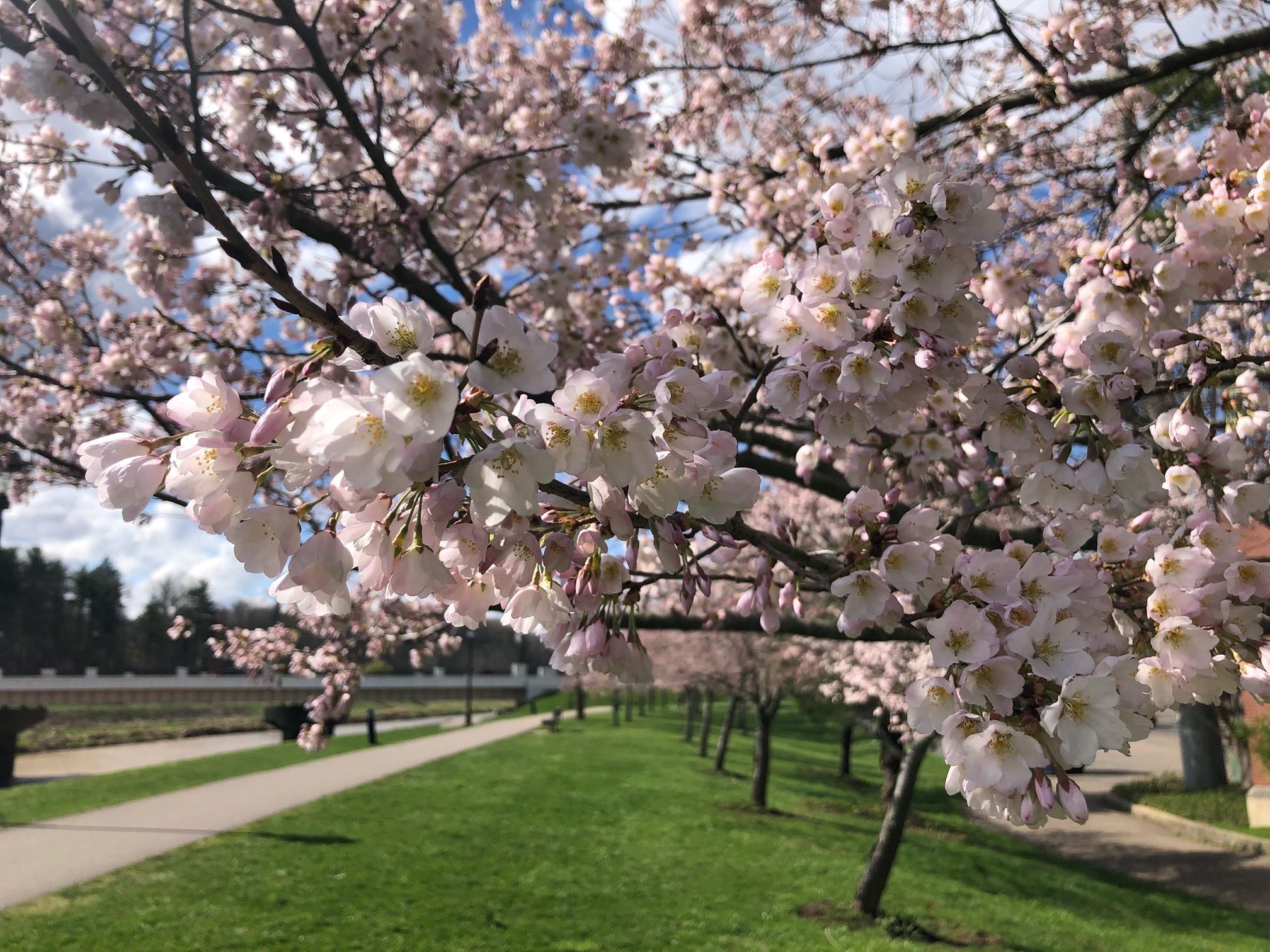 2021_cherrytrees_0328_6