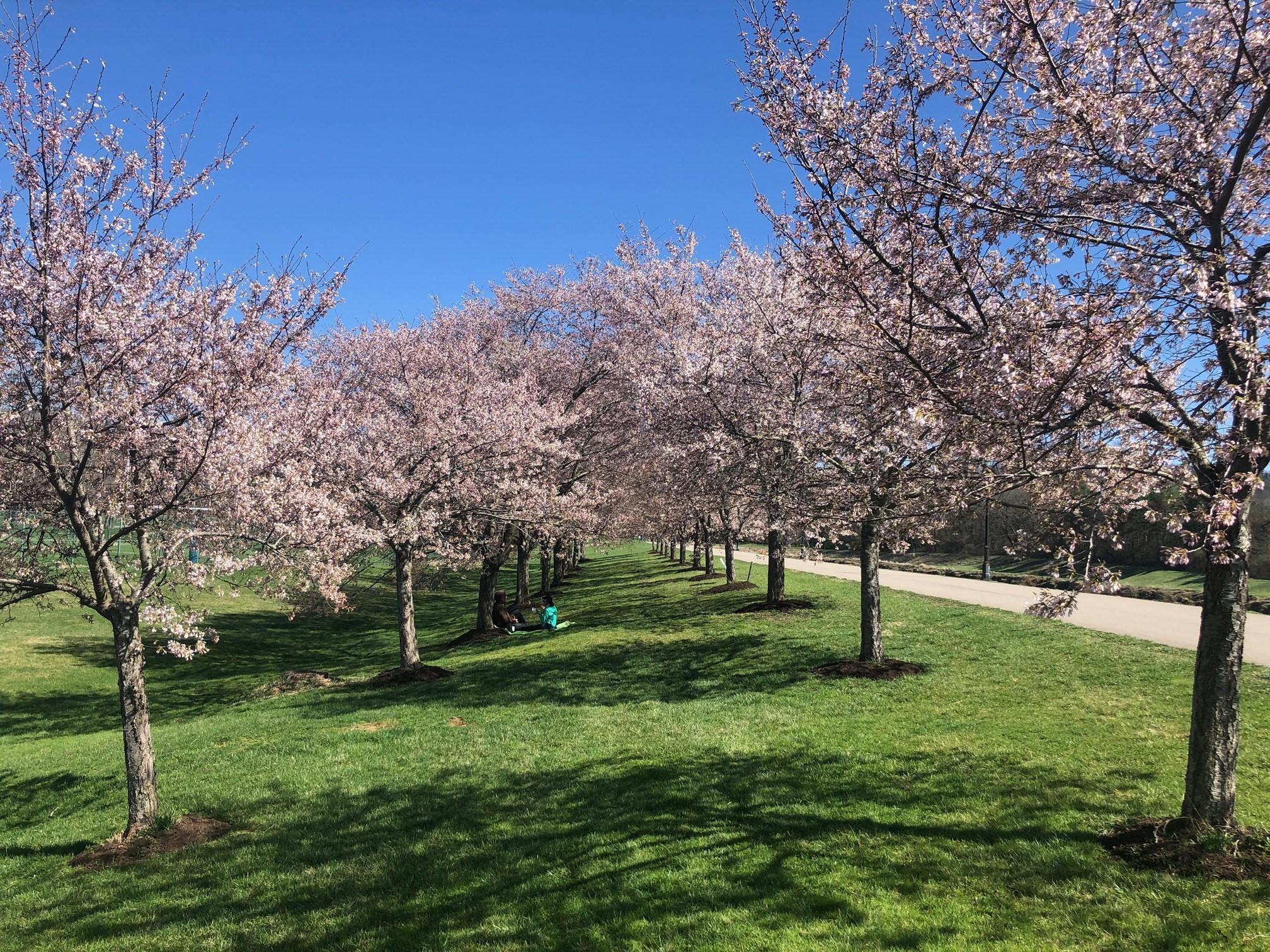 2021_cherrytrees_0329_4
