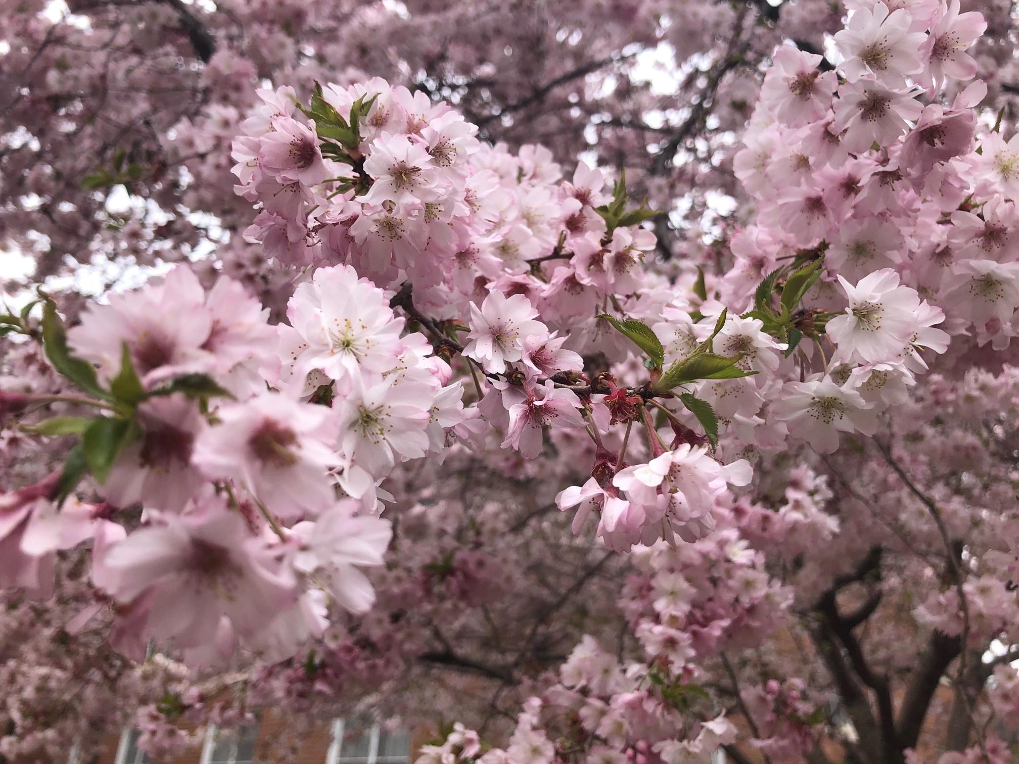 2021_cherryblossoms_0401 (8)