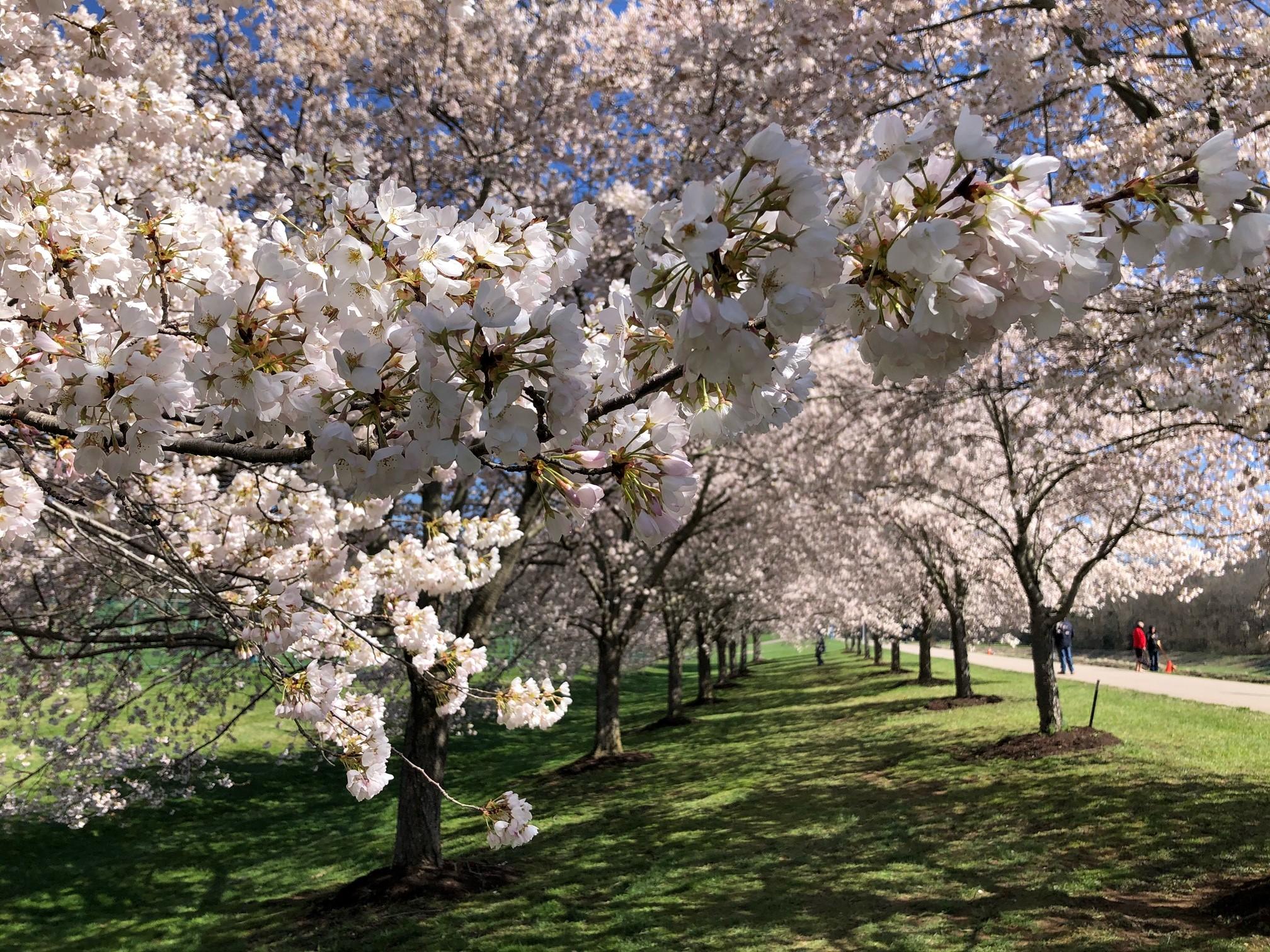 2021_cherryblossoms_0402 (4)
