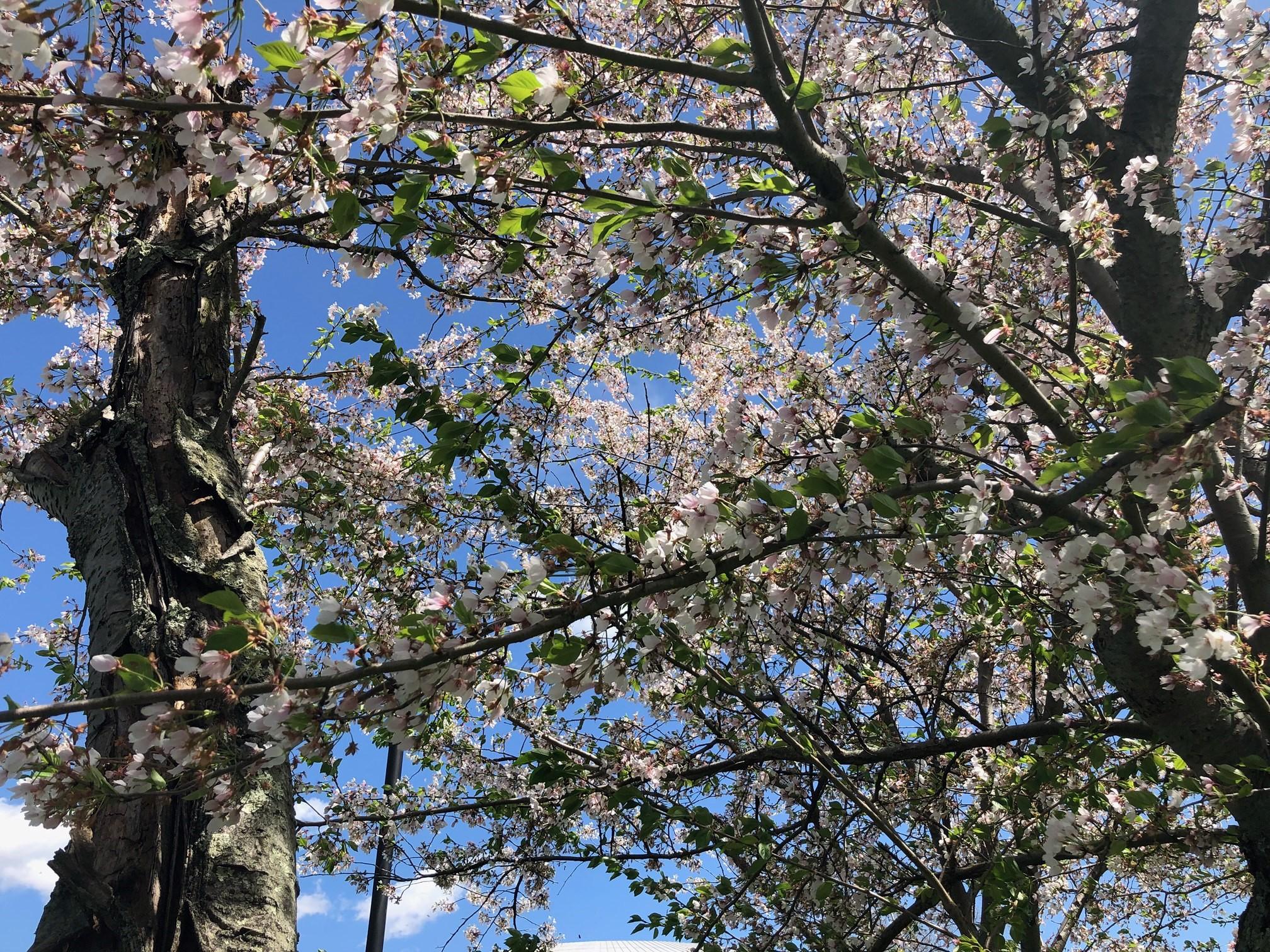 2021_cherryblossoms_0409 (5)
