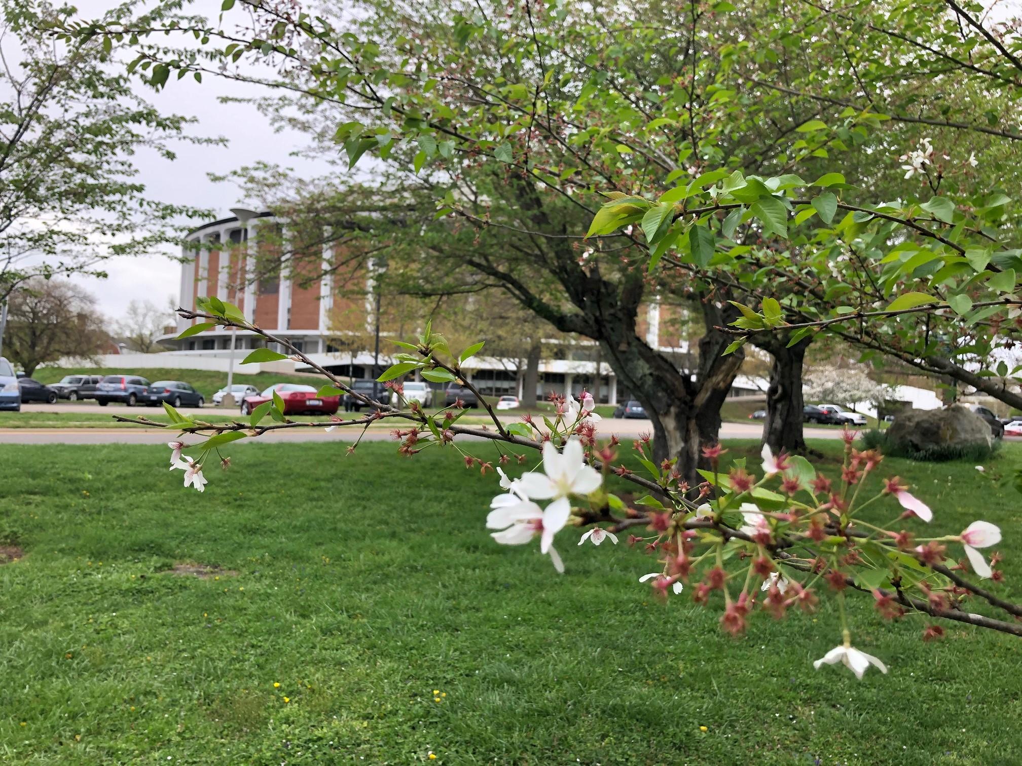 2021_cherryblossoms_0414 (2)