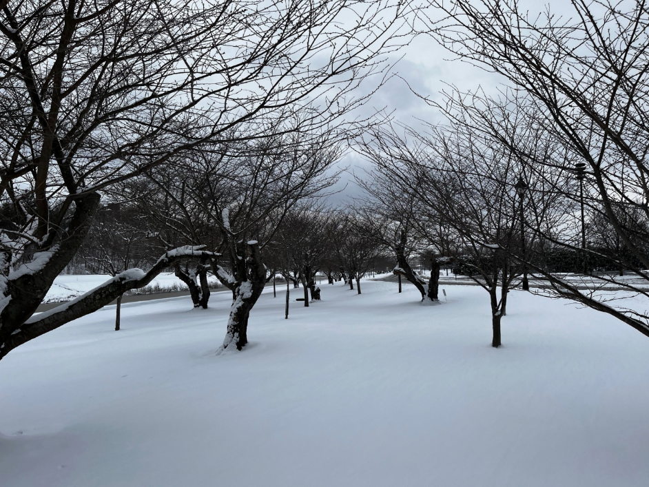 20220312_cherryblossoms_snow