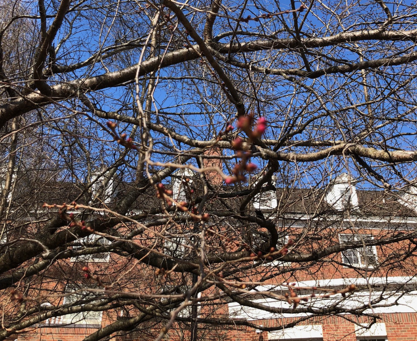 Pink buds on East Green 
