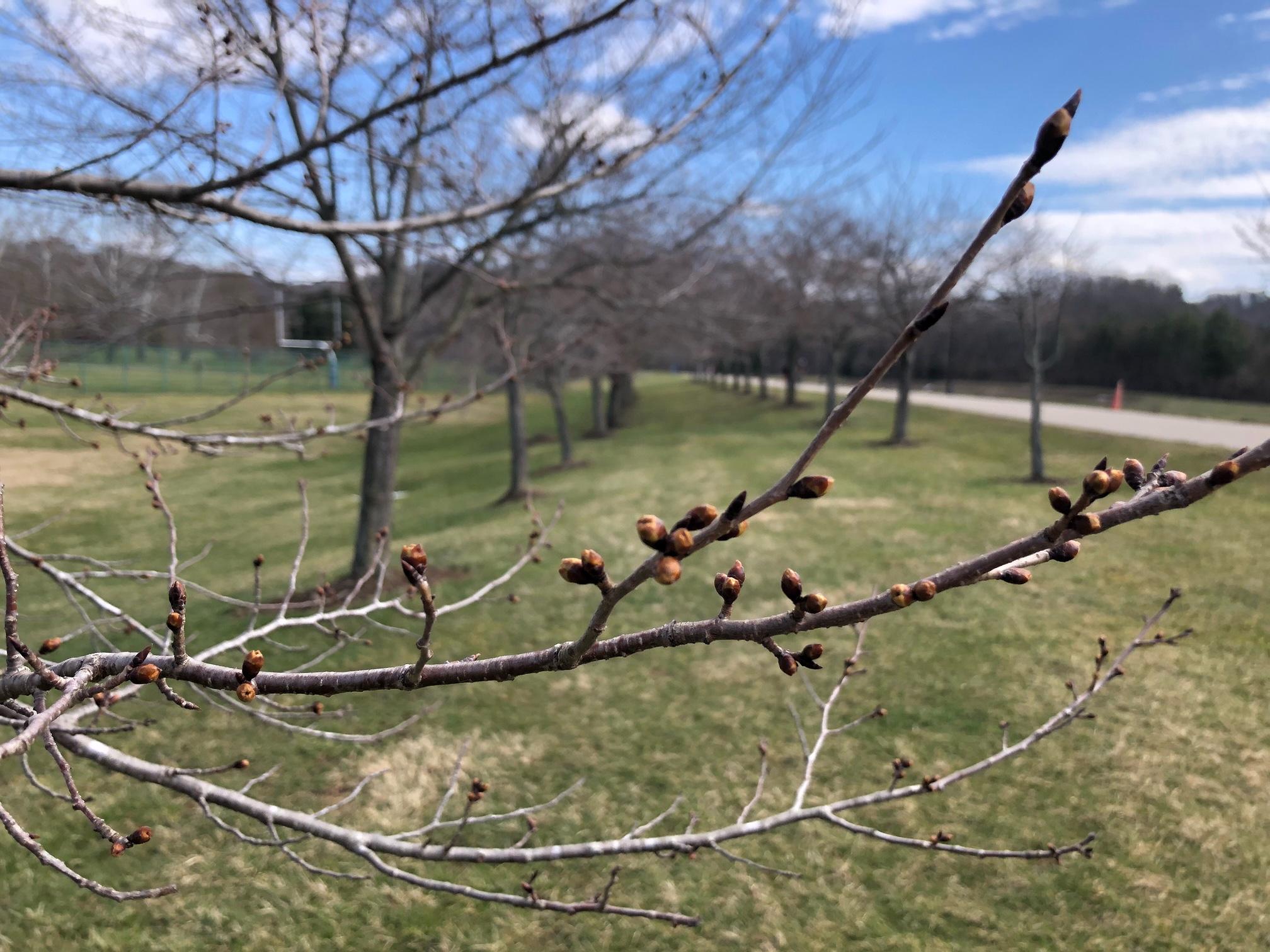 Buds on the cherry tree starting to swell along the bike path