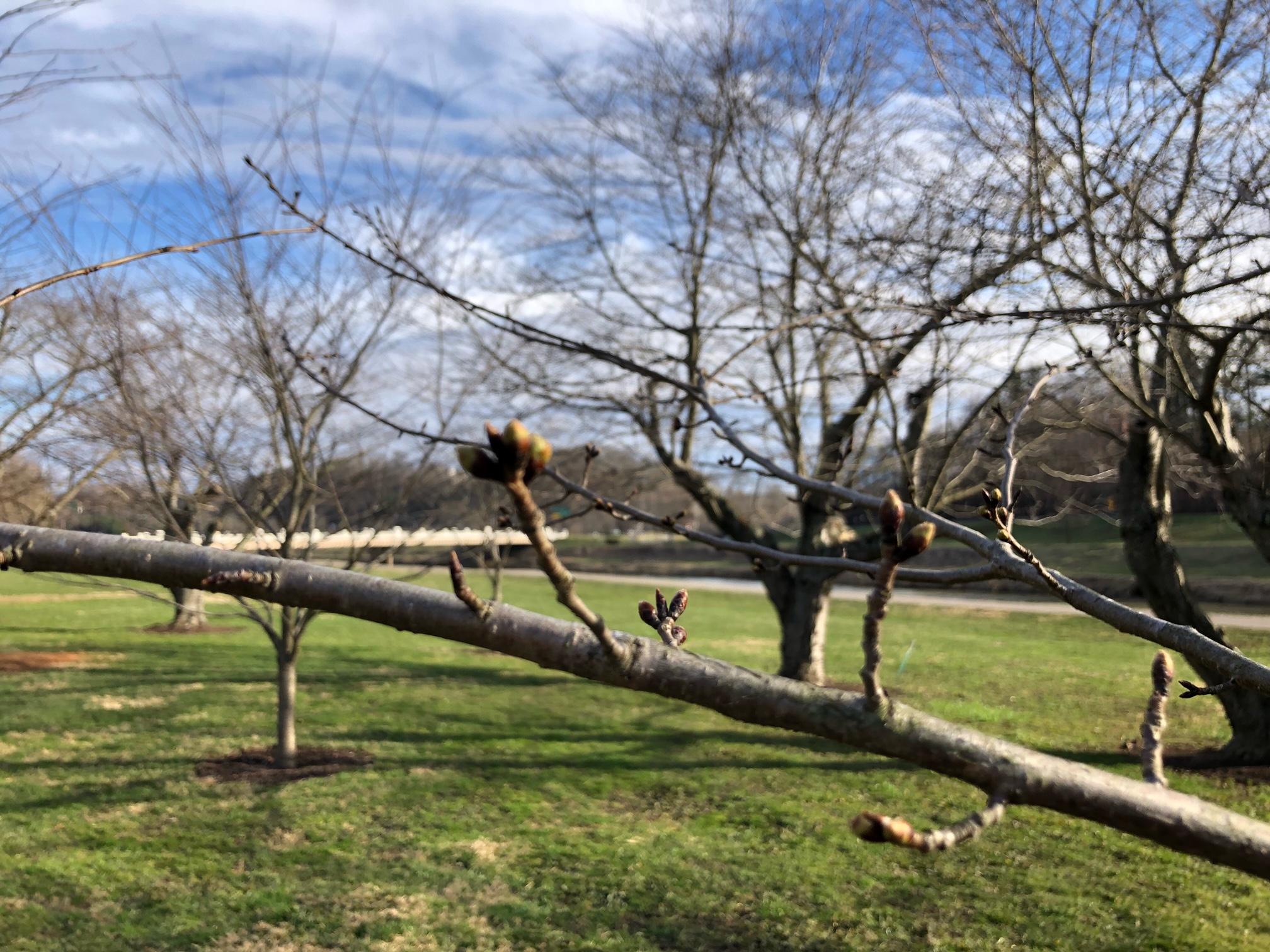 Cherry trees blong bike path with up close green buds growing on a branch