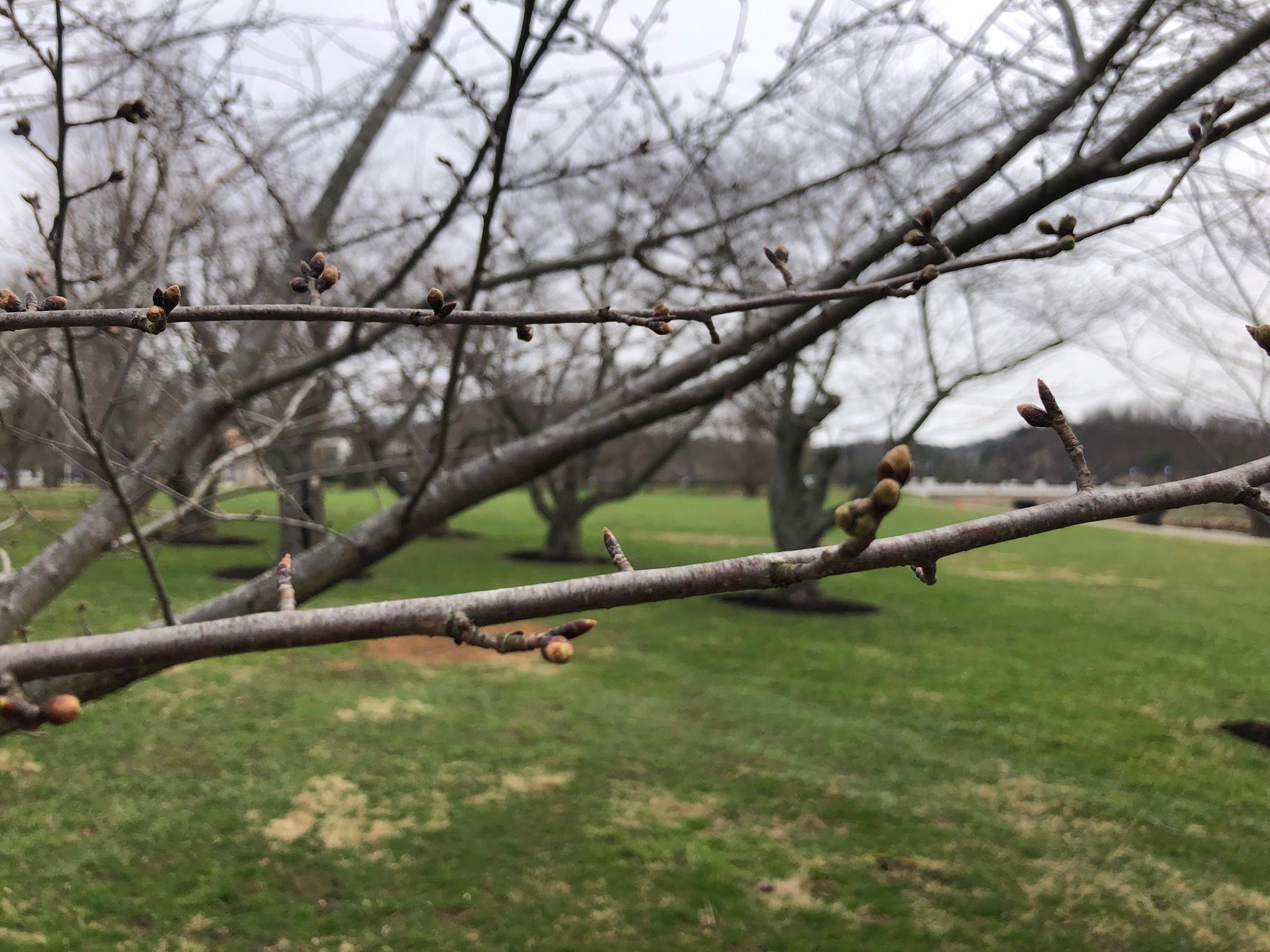 Cherry tree buds along the bike path