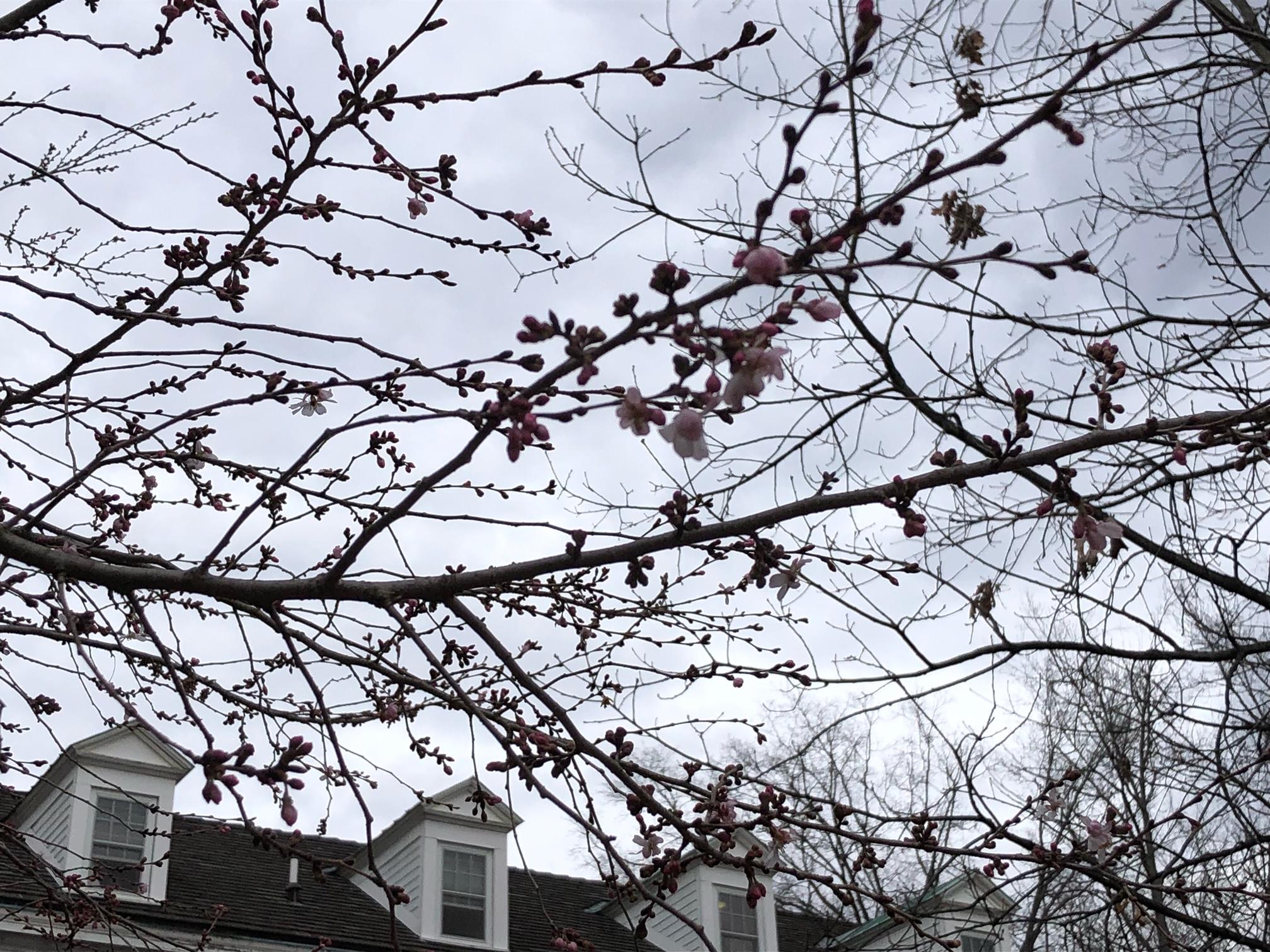 Cherry tree blossoms on East Green