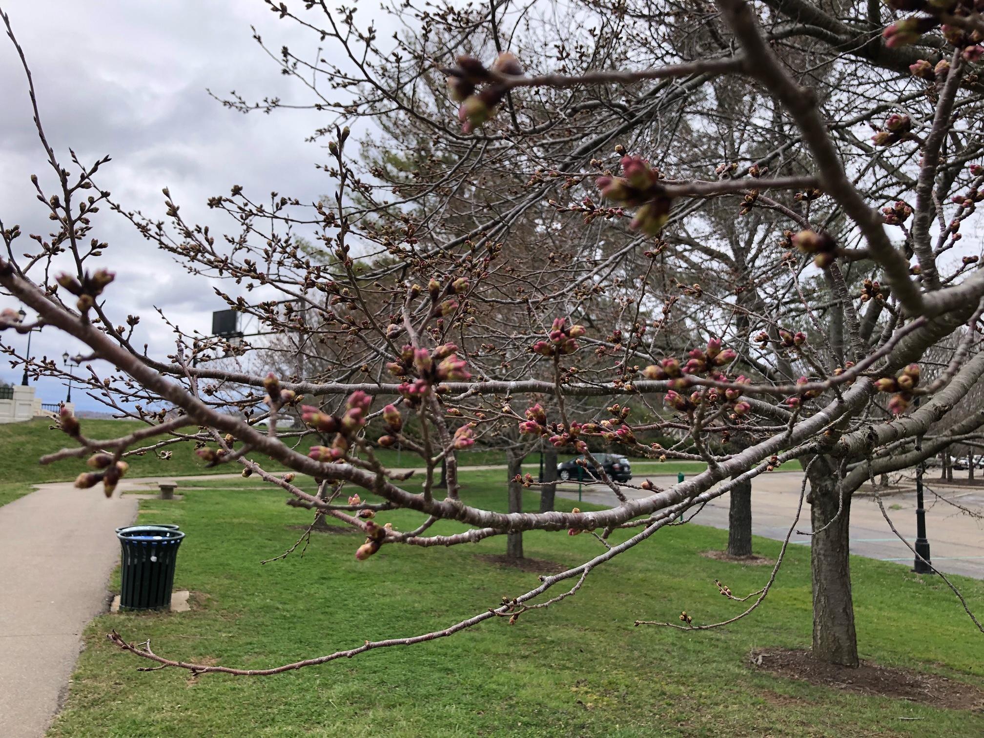 Pink cherry tree buds along the bike path