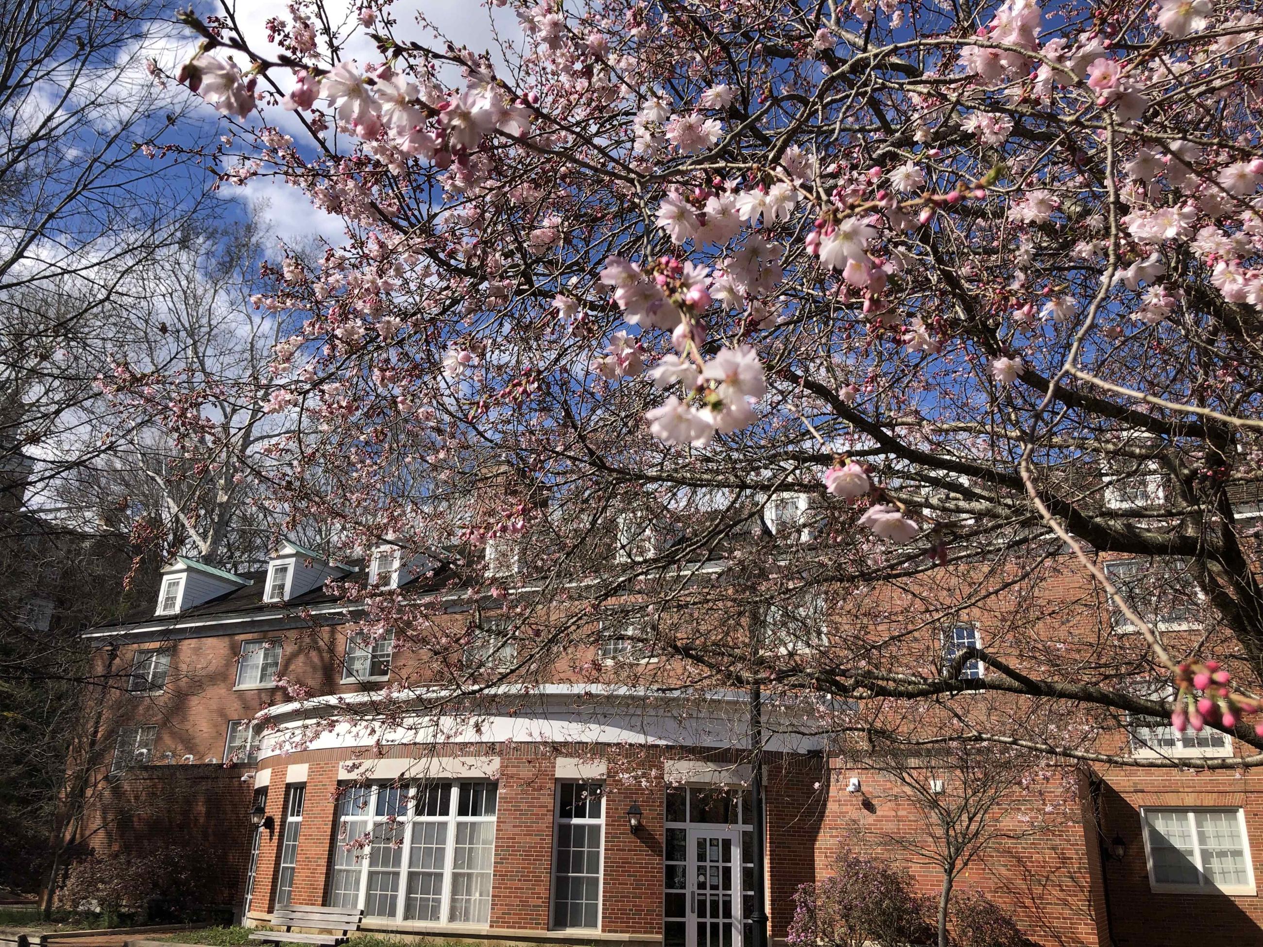 Cherry tree blossoms near the Convo