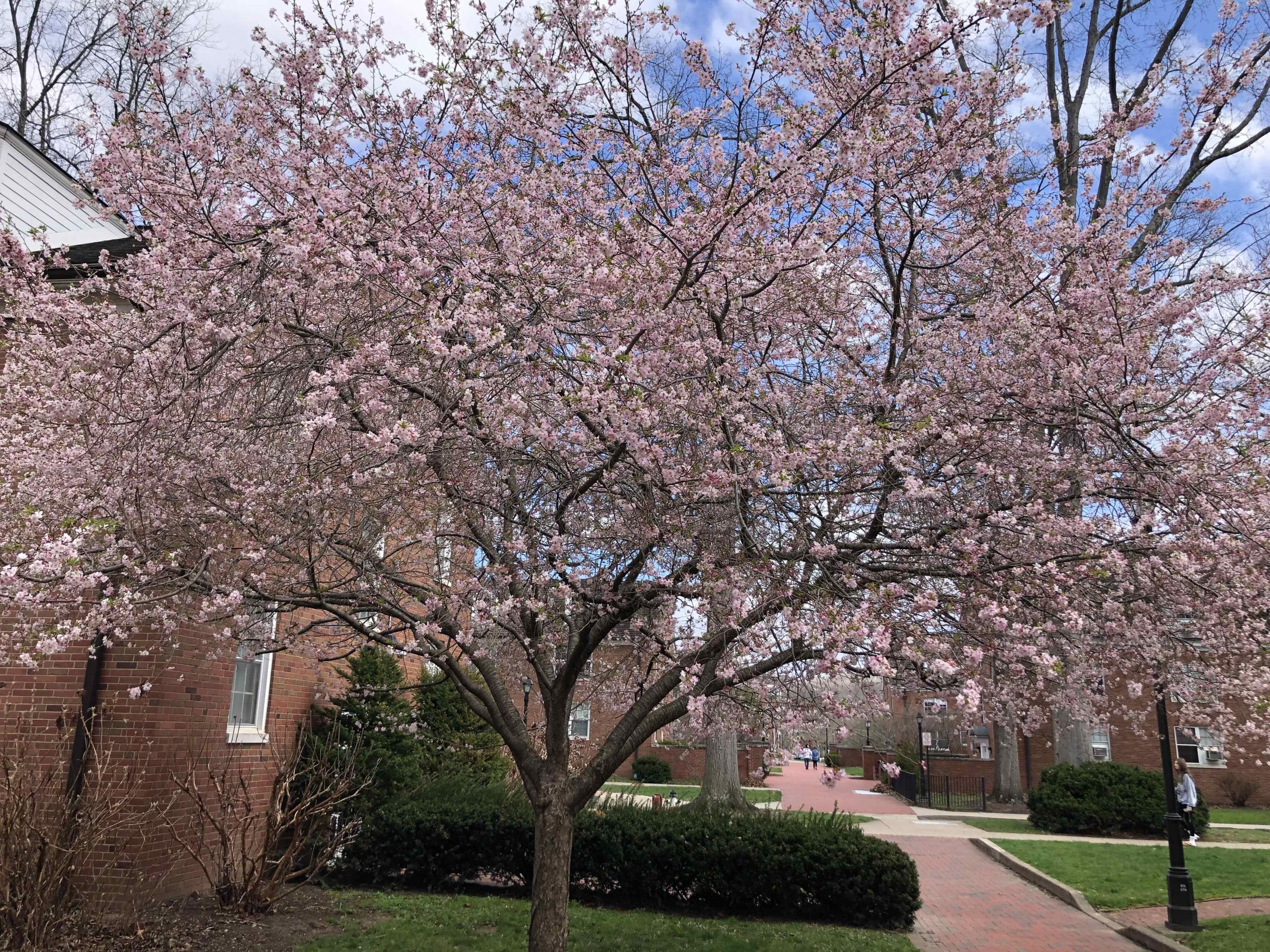 Cherry tree blossoms on East Green