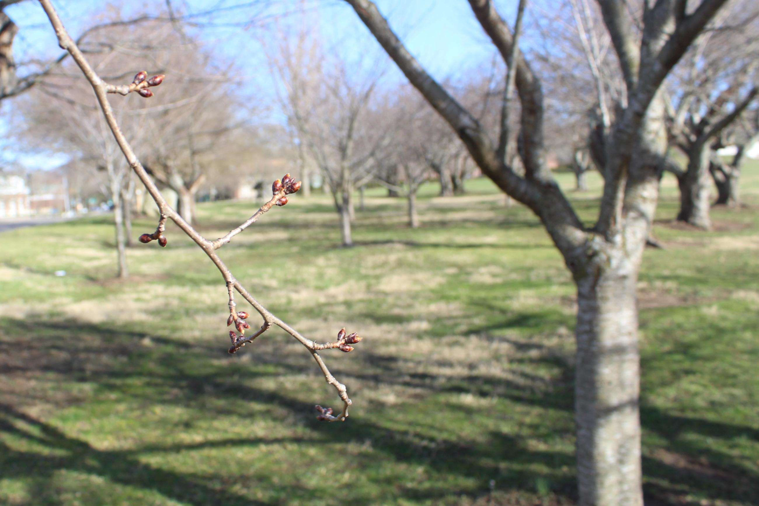 20230222 Cherry blossom buds