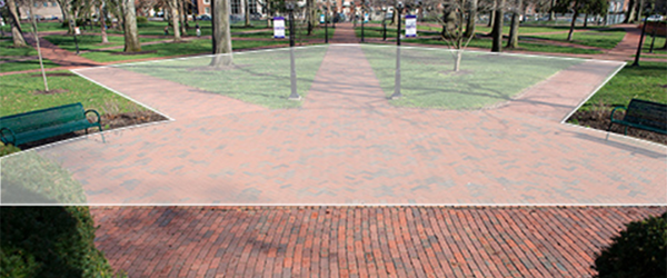 Brick pathways and trees on Cutler Lawn