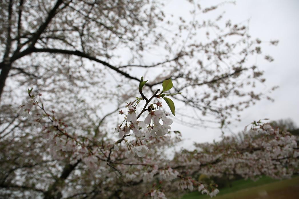4_4_2025 Bloom (1)