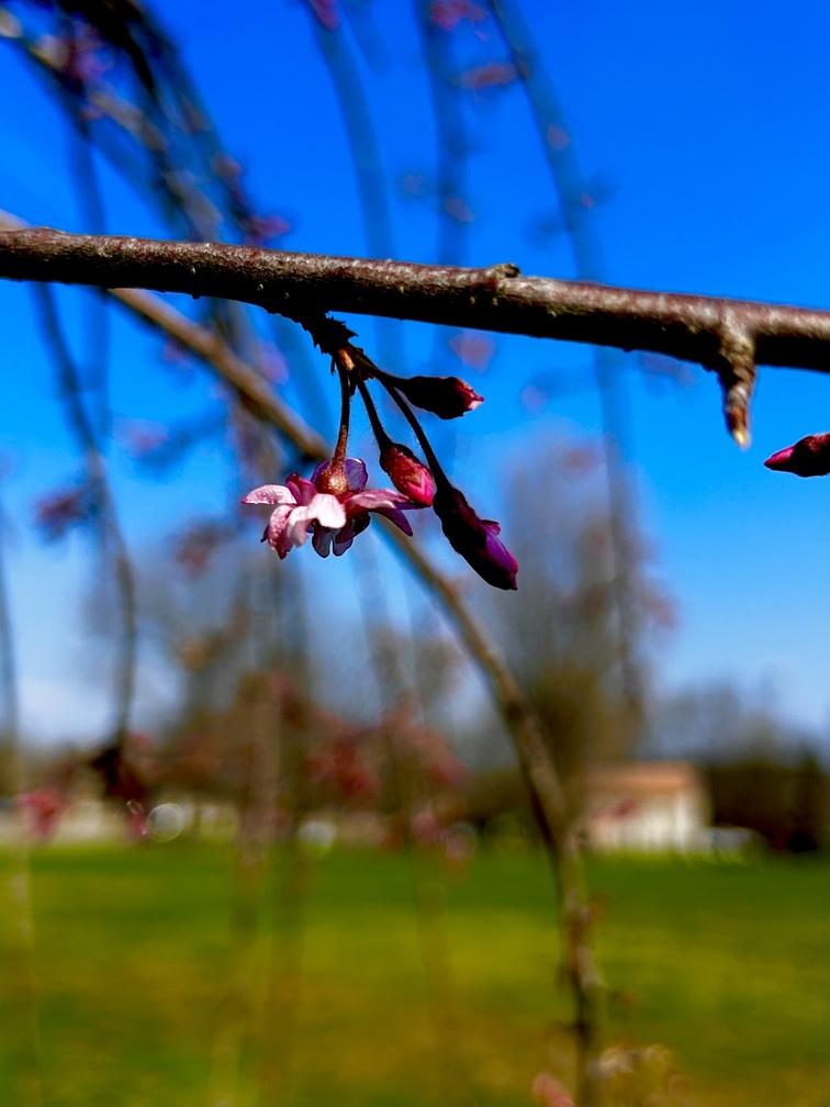 small pink blossom