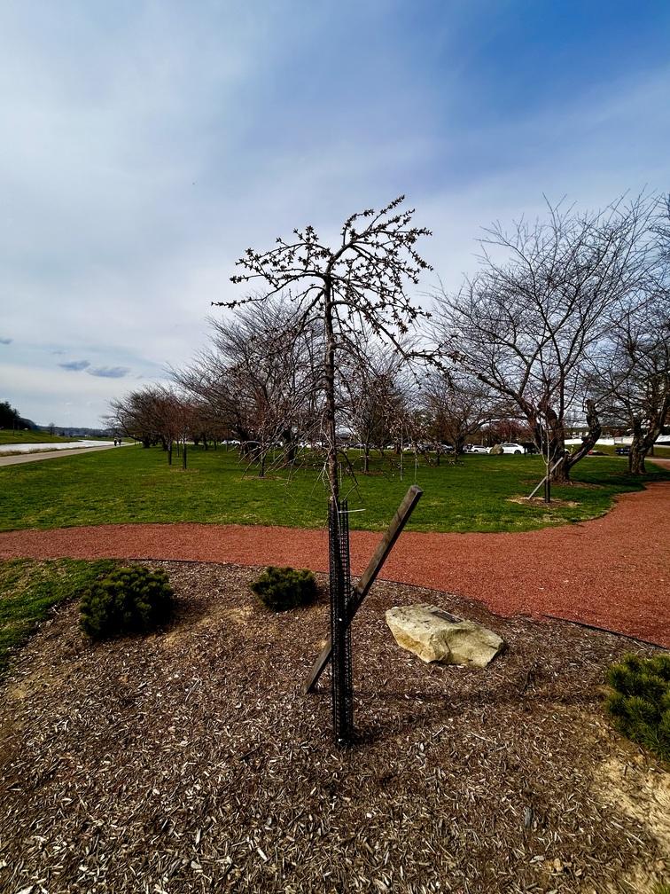 Newest cherry tree