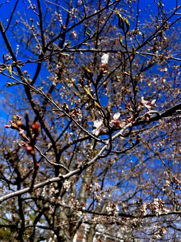 White and pink buds