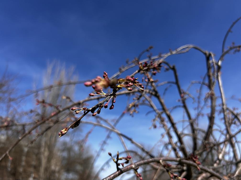 close up new buds