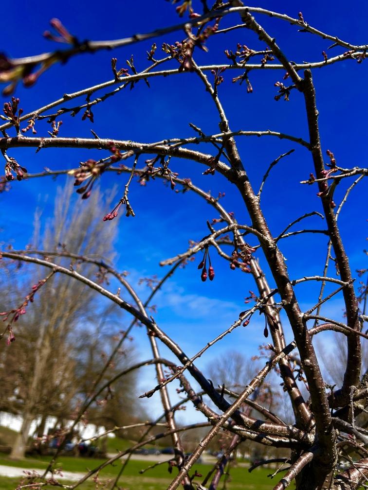 Pink buds