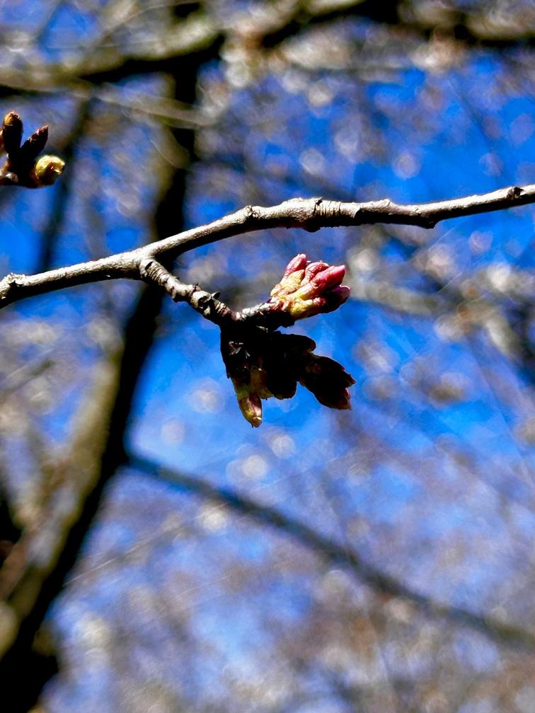 close up pink bud 2